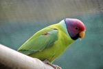 Plum-Headed Parakeet - Image 3