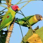 Plum-Headed Parakeet - Image 2