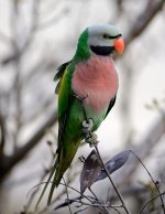 Red-Breasted Parakeet - Image 3
