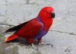 Red Sided Eclectus - Image 4