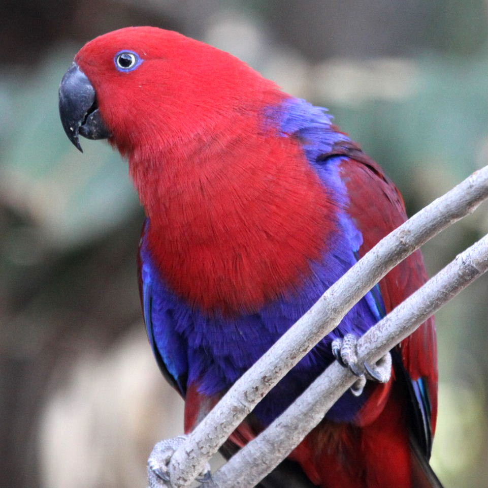 Red-Sided-Eclectus-2 Red Sided Eclectus - Image 1