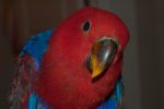 Red Sided Eclectus - Image 2