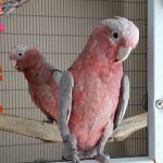 Rose Breasted Cockatoo - Image 2