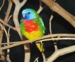 Scarlet-Chested Parrot - Image 2
