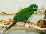 Severe Macaw - Image 3