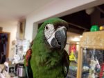 Severe Macaw - Image 2