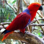 Solomon Island Eclectus - Image 4