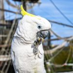 Sulphur Crested Cockatoo
