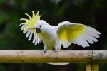 Sulphur Crested Cockatoo - Image 4