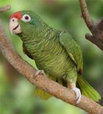 Tucumán Amazon - Image 2