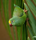 Tui Parakeet - Image 3