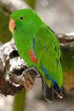 Vosmaers Eclectus - Image 3