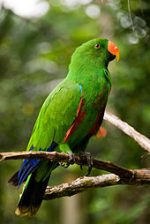 Vosmaers Eclectus - Image 2