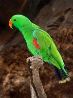 Vosmaers Eclectus
