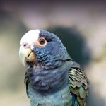 White Capped Pionus - Image 3