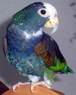 White Capped Pionus - Image 2