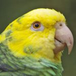 Yellow-headed Amazon