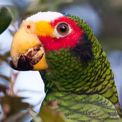 Yucatan-Amazon-3 Yucatan Amazon - Image 1