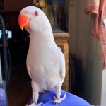 Indian Ringnecks parakeet - Image 2